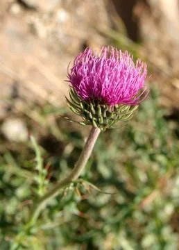 Thistle Stock Photos