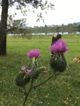 Thistle Stock Photos