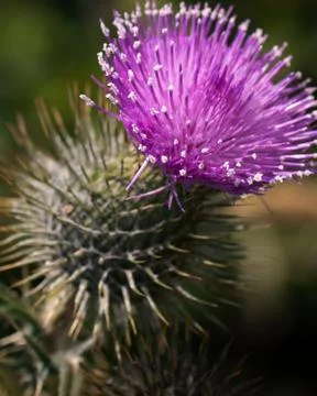 Thistle Stock Photos