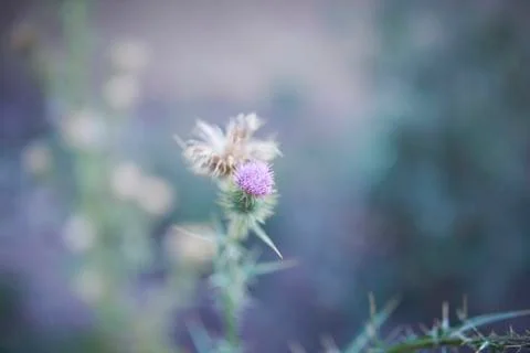Thistle Stock Photos