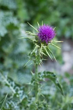 Thistle Stock Photos
