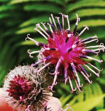 Thistle Stock Photos