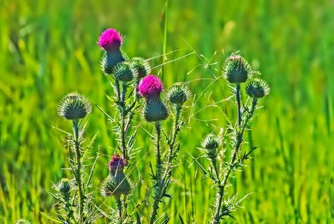 Thistle Stock Photos