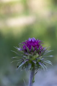 Thistle Stock Photos
