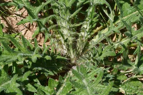 Thistle. 스톡 사진