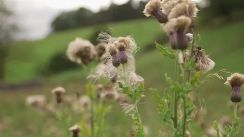 Thistle plant closeup Vidéo 143735853