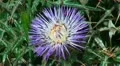 Thistle plant with insects 20110427 123121 HD Footage