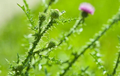Thistle plant Stock Photos
