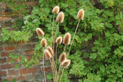 Thistle Plant. Stock Photos