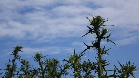 Thistle Plants Against the Sky Video stock 53974325