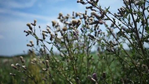 Thistle plants being gently pushed by the wind Stock Footage 99118214