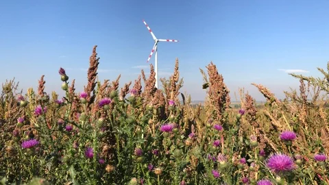 Thistle plants on wind and windmill turbine tower Stock Footage 96156903