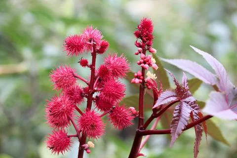 The thistle is red. Macro view. Stock Photos