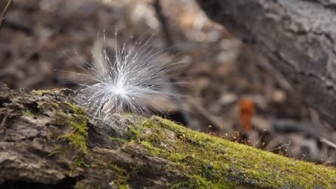 Thistle seed and moss on log Stock Footage 103333106