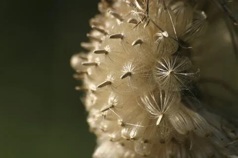 Thistle seed close-up Stock Photos