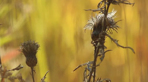Thistle seed Stock Footage 35662589