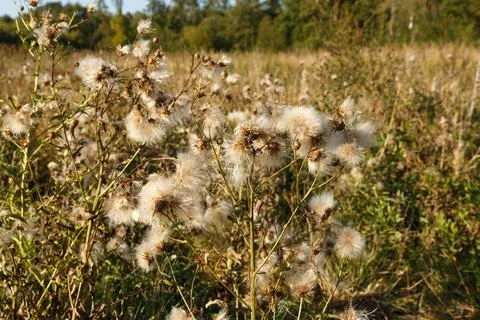 Thistle seed head Stock Photos