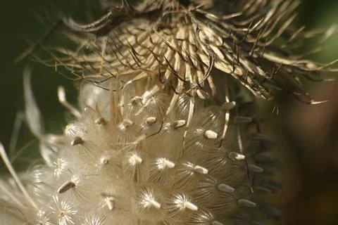 Thistle seed macro shot Stock Photos