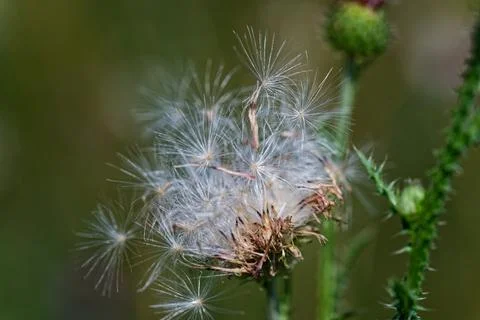 Thistle Seed Ready to Fly Foto stock
