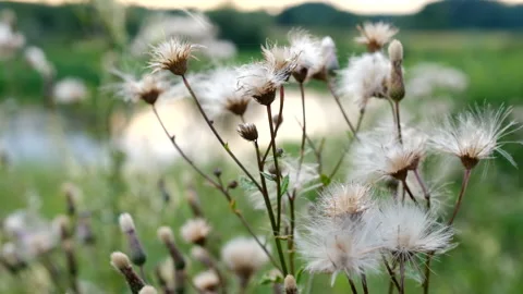 Thistle seeds and flying in the wind at a riverbank. Stock Footage 137955644