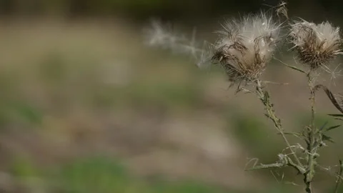 Thistle seeds blowing away in the wind Stock Footage 340546859