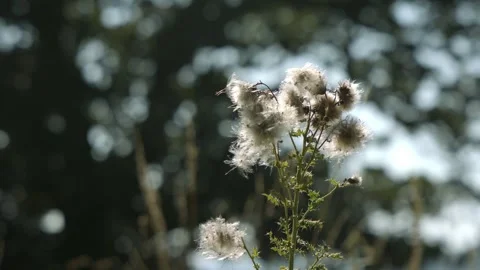 Thistle Seeds blowing in the wind - Slow Motion Видео 300259484