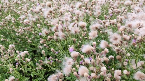Thistle Seeds Dispersing Stock-Footage 307644619