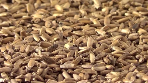 Thistle seeds rotating, close up overhead view, healthy eco organic raw medecine Stock Footage 71947992