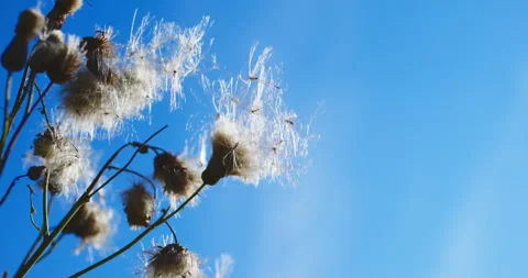 Thistle seeds in wind Stock Footage 318090427