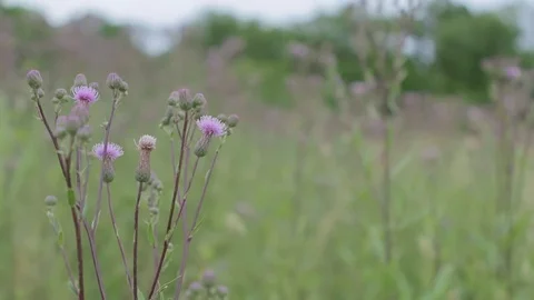Thistle shaking with wind in the field. Blurry background. Stock-Footage 76890677
