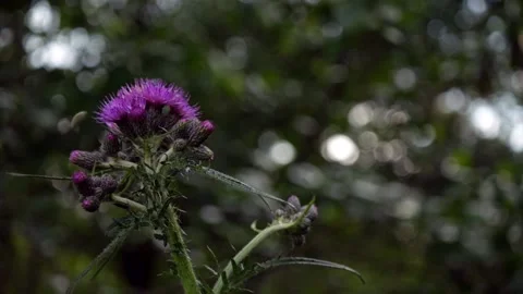 A thistle with shallow depth of field Stock Footage 132559680