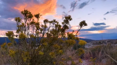 Thistle Shrub In Wind In Rural Small Town At Sunset Video stock 225563512