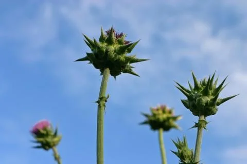 Thistle on the sky background Stock Photos