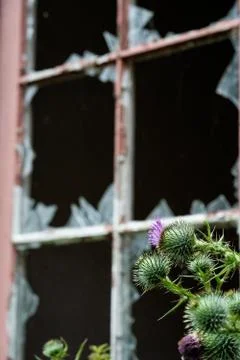 A Thistle With A Smashed Window Of A Derelict Building Behind Foto stock