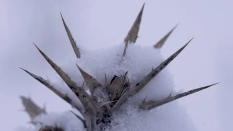 Thistle with snow on it Stock Footage 166733681