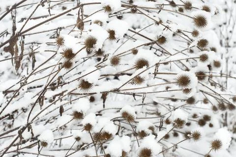 Thistle in the snow Stock Photos