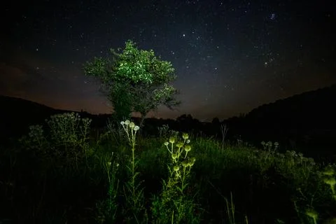 Thistle spike balls and small tree on starry summer night night background 库存照片