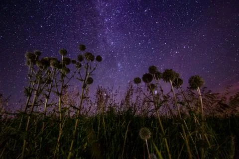 Thistle spike balls on starry summer night night background Stock Photos