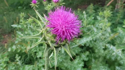 The thistle is spotty, one-year a grassy plant from family , wildly growing, Stock Footage 149032092