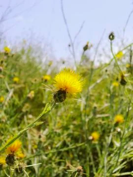 Thistle summer scene Stock Photos