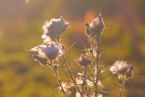 Thistle in the sun Stock Photos