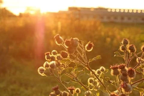Thistle in the sun rays Stock Photos
