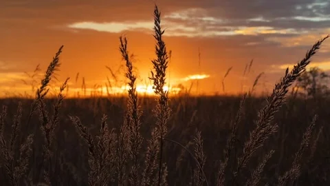 Thistle sunset countryside Stock-Footage 272181213
