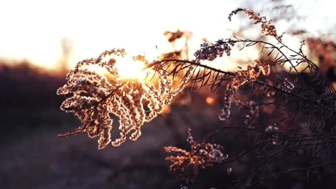 Thistle sunset countryside Video stock 272181467