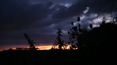 Thistle on a sunset Stock Footage 65449457