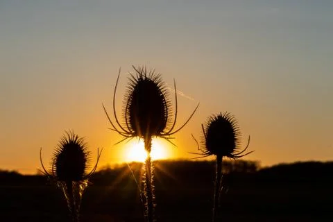 Thistle in the sunset Stock Photos