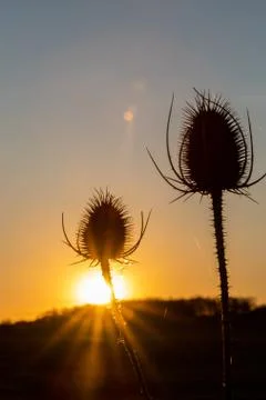 Thistle in the sunset Stock Photos