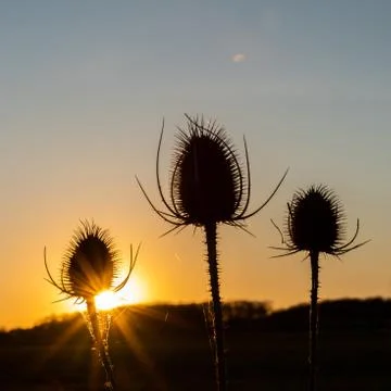 Thistle in the sunset Stock-Fotos