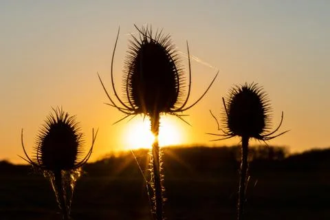 Thistle in the sunset Stock Photos