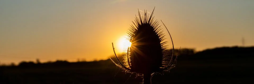 Thistle in the sunset Fotos Stock